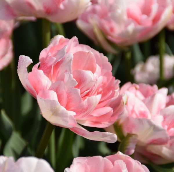 Myöhäinen kerrottu tulppaani Myöhäinen kerrottu tulppaani